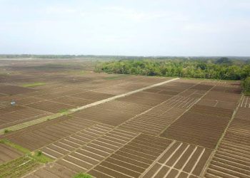 Anggaran 76,9 T Ketahanan Pangan di APBN 2022 Di Harapkan Sebagai Percepatan Pemulihan Ekonomi Nasional