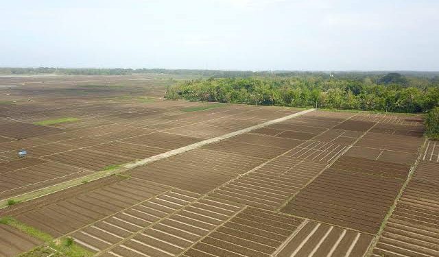 Anggaran 76,9 T Ketahanan Pangan di APBN 2022 Di Harapkan Sebagai Percepatan Pemulihan Ekonomi Nasional