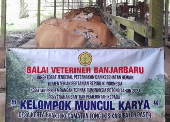 Kementan Tebar Ratusan Ekor Sapi, Kambing Dan Ribuan Ekor Ayam Di Kalimantan Tuk Stimulus Pemulihan Ekonomi