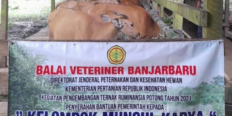 Kementan Tebar Ratusan Ekor Sapi, Kambing Dan Ribuan Ekor Ayam Di Kalimantan Tuk Stimulus Pemulihan Ekonomi