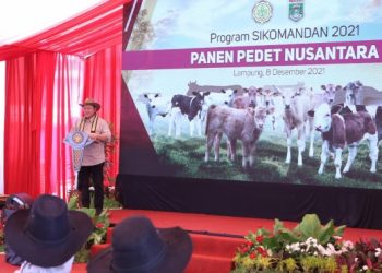 Menteri Pertanian Panen Pedet Dan Luncurkan Program Kelahiran 100.000 Ekor Belgian Blue Di Lampung