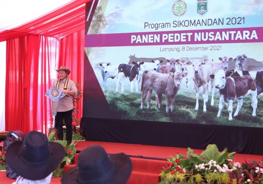 Menteri Pertanian Panen Pedet Dan Luncurkan Program Kelahiran 100.000 Ekor Belgian Blue Di Lampung