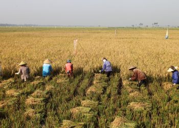 Semakin Di Perkuat Skema Asuransi Pertanian Program Pemerintah & JICA Untuk Produksi Pertanian