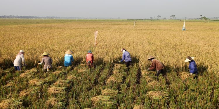 Semakin Di Perkuat Skema Asuransi Pertanian Program Pemerintah & JICA Untuk Produksi Pertanian