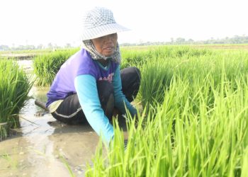 Musim Tanam 2022, Kementan Siapkan Langkah Strategis Hadapi Perubahan Iklim