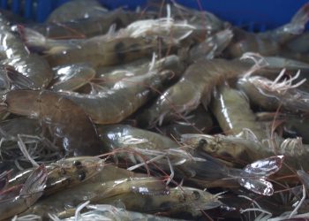 KKP Kembali Berhasil Panen Perdana Tambak Klaster Percontohan Budidaya Udang Vaname di Aceh Tamiang