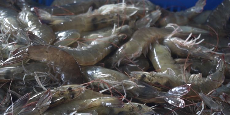 KKP Kembali Berhasil Panen Perdana Tambak Klaster Percontohan Budidaya Udang Vaname di Aceh Tamiang