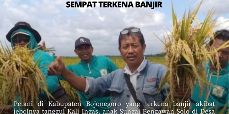 Gerak Cepat Kementan, Petani Bojonegoro Tetap Panen Meski Sempat Terkena Banjir