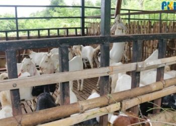Kementan: Lombok Timur Potensial Kembangkan Sentra Peternakan Kambing