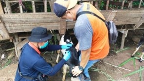 Kementan Turunkan Tim Bantu Penanganan Kasus Anthrax Di Gunung Kidul