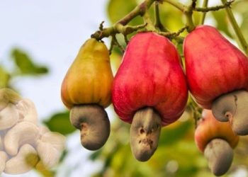 Dorong Potensi Jambu Mete Agar Kian Dilirik Pasar Global