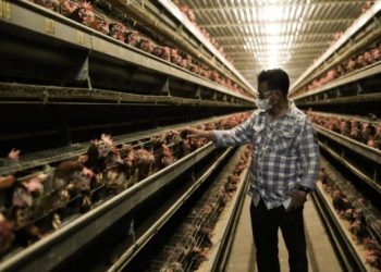 Upaya Kementan Jaga Stabilisasi Perunggasan