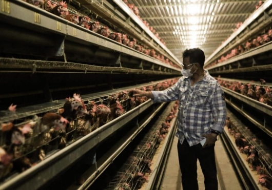 Upaya Kementan Jaga Stabilisasi Perunggasan