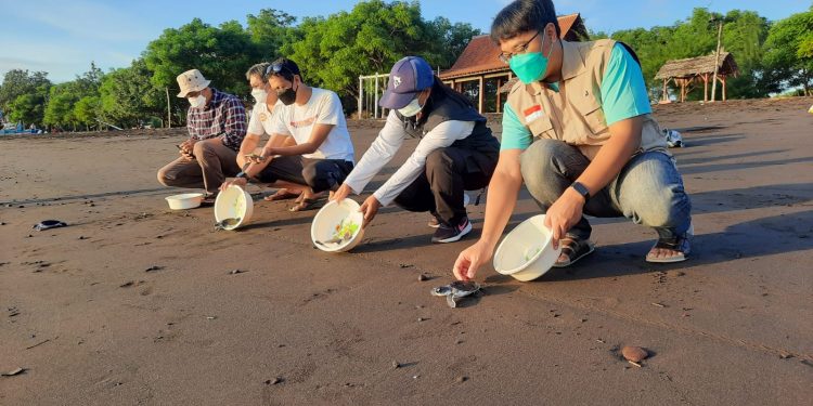 KKP Apresiasi Upaya Perguruan Tinggi dan Penggiat dalam Konservasi Penyu