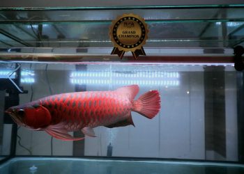 Tunjukkan Kekayaan Ikan Hias Indonesia, KKP Gandeng Komunitas Gelar Kontes Arwana di Bali