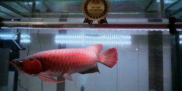 Tunjukkan Kekayaan Ikan Hias Indonesia, KKP Gandeng Komunitas Gelar Kontes Arwana di Bali