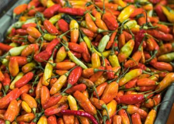 Kementan Yakini Stok Cabai Rawit Jelang HBKN Aman dan Mencukupi