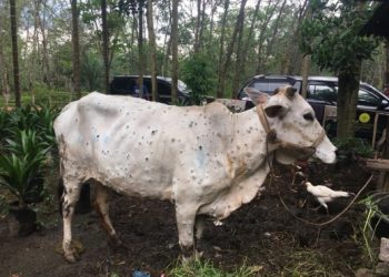 Kementan Siapkan Sumberdaya Tangani Lumpy Skin Disease Pada Sapi Di Riau