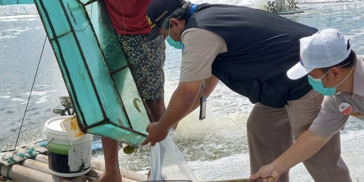 Pastikan Keamanan Produk, KKP Monitoring Kegiatan Budidaya Ikan di Cilacap