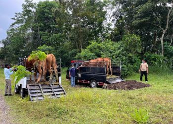 Kementan dan BNPB Kerja Sama dengan FAO Lakukan Simulasi Evakuasi Ternak dalam Penanggulangan Bencana