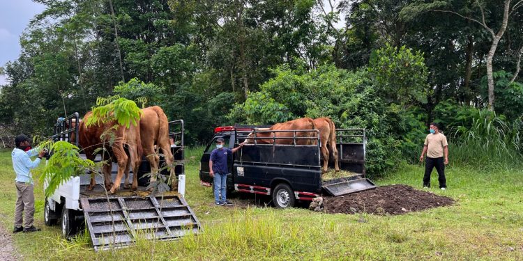Kementan dan BNPB Kerja Sama dengan FAO Lakukan Simulasi Evakuasi Ternak dalam Penanggulangan Bencana