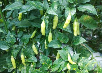 Stok Aneka Cabai Aman, Jawa Barat Siap Penuhi Kebutuhan HBKN