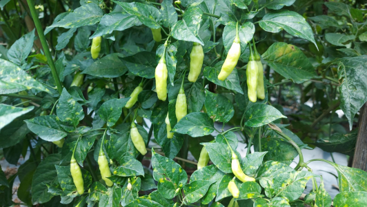 Stok Aneka Cabai Aman, Jawa Barat Siap Penuhi Kebutuhan HBKN