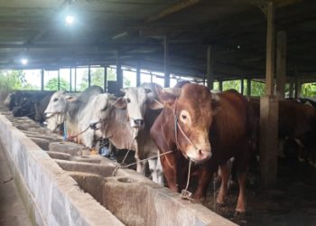 Jelang Ramadhan, Ketersediaan Daging Sapi, Ayam dan Telur di Jatim Terpantau Aman