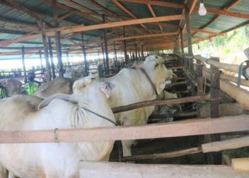 Kementan Optimis Desa Korporasi Sapi Mampu Tingkatkan Populasi Dan Produksi Dalam Negeri