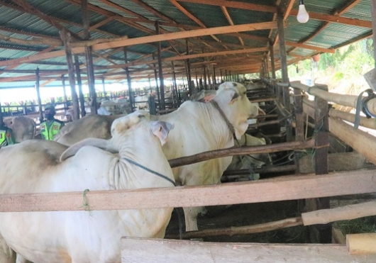 Kementan Optimis Desa Korporasi Sapi Mampu Tingkatkan Populasi Dan Produksi Dalam Negeri