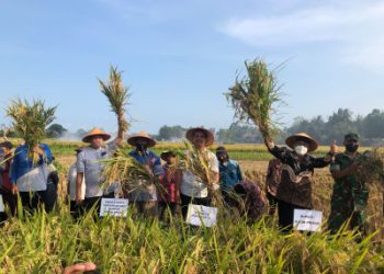 Libur Tetap Produktif, Panen Padi dan Tanam Kedelai di Kulon Progo