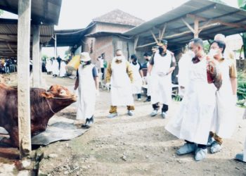 Tidak Usah Panik, Kementan Pastikan Penanganan PMK Sudah Berjalan Maksimal