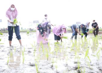 Canangkan Pertanaman IP300 Di Jeneponto , Mentan SYL Optimis Produksi Terus Meningkat